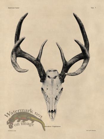 Tan Bones 07 White Tail